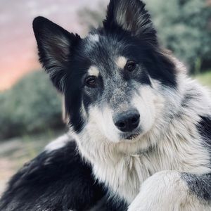 Meet your Posher, Niquee